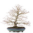 Acer palmatum, 38 cm, ± 30 anni, con un nebari ben disteso