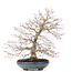 Acer palmatum, 38 cm, ± 30 anni, con un nebari ben disteso