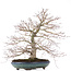 Acer palmatum, 38 cm, ± 30 anni, con un nebari ben disteso