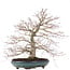 Acer palmatum, 38 cm, ± 30 años, con un nebari bellamente extendido