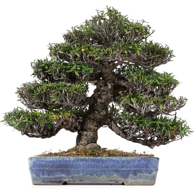 Trachelospermum asiaticum, 31 cm, ± 45 jaar oud, in een handgemaakte Japanse Yamafusa pot