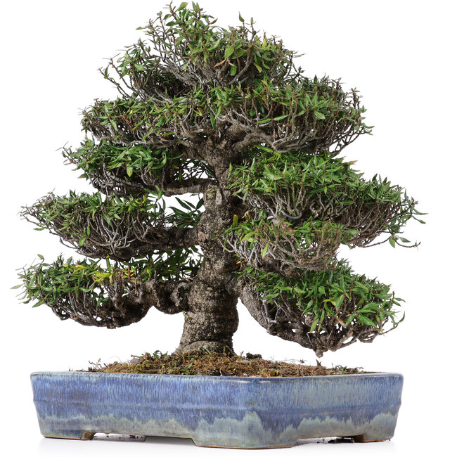 Trachelospermum asiaticum, 31 cm, ± 45 ans, dans un pot japonais Yamafusa fait à la main