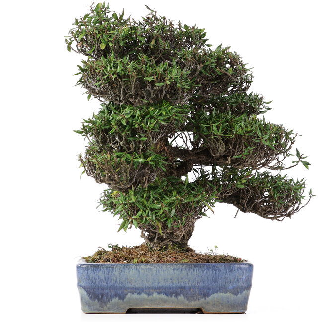 Trachelospermum asiaticum, 31 cm, ± 45 anni, in vaso giapponese Yamafusa fatto a mano