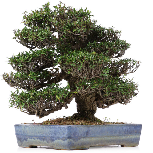 Trachelospermum asiaticum, 31 cm, ± 45 jaar oud, in een handgemaakte Japanse Yamafusa pot