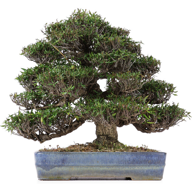 Trachelospermum asiaticum, 31 cm, ± 45 ans, dans un pot japonais Yamafusa fait à la main