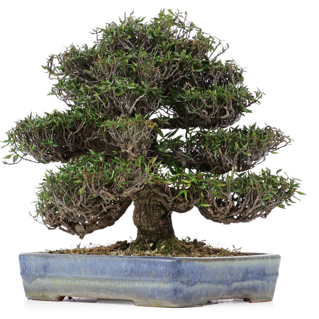 Trachelospermum asiaticum, 31 cm, ± 45 años, en maceta Yamafusa japonesa hecha a mano