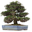 Trachelospermum asiaticum, 31 cm, ± 45 años, en maceta Yamafusa japonesa hecha a mano