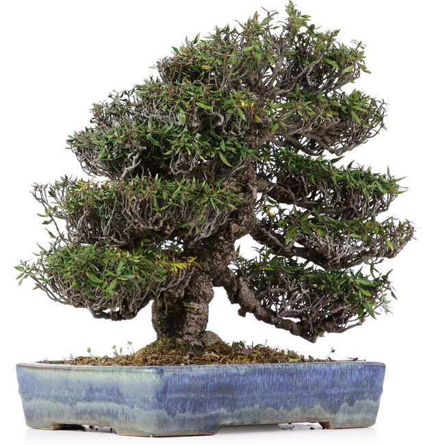 Trachelospermum asiaticum, 31 cm, ± 45 jaar oud, in een handgemaakte Japanse Yamafusa pot