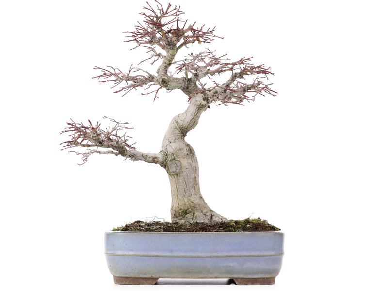 Acer palmatum, 34 cm, ± 30 jaar oud, in handgemaakte Japanse pot van Yamaaki