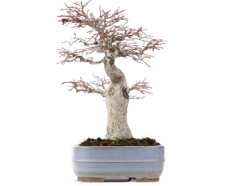 Yamaaki Acer palmatum, 34 cm, ± 30 jaar oud, in handgemaakte Japanse pot van Yamaaki