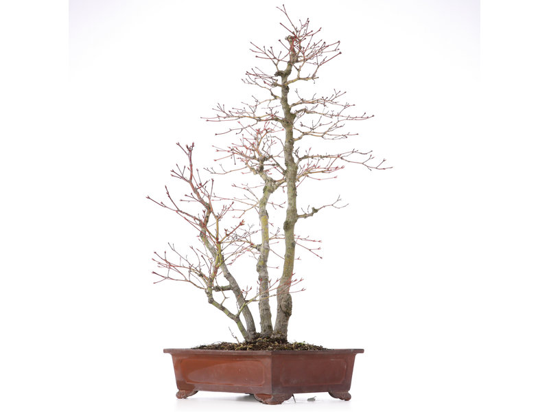 Acer palmatum, 58 cm, ± 25 Jahre alt, mit kleinem Randabplatzer
