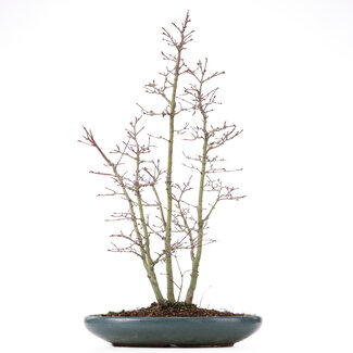 Acer palmatum, 58 cm, ± 15 Jahre alt