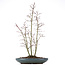 Acer palmatum, 58 cm, ± 15 jaar oud