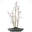 Acer palmatum, 58 cm, ± 15 years old