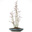 Acer palmatum, 58 cm, ± 15 jaar oud