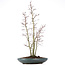 Acer palmatum, 58 cm, ± 15 jaar oud