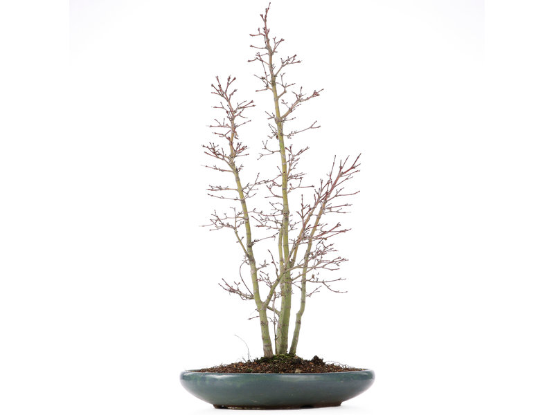 Acer palmatum, 58 cm, ± 15 jaar oud