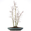 Acer palmatum, 58 cm, ± 15 jaar oud