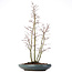 Acer palmatum, 58 cm, ± 15 jaar oud