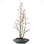 Acer palmatum, 58 cm, ± 15 Jahre alt