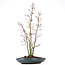 Acer palmatum, 58 cm, ± 15 jaar oud