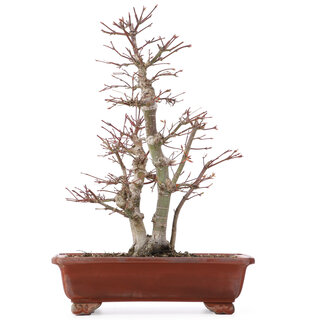 Acer palmatum, 34 cm, ± 20 anni