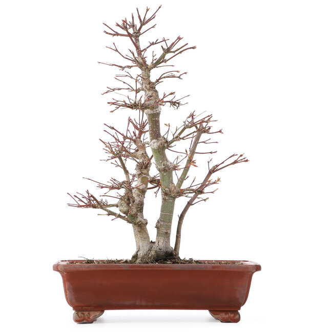 Acer palmatum, 34 cm, ± 20 anni