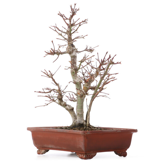 Acer palmatum, 34 cm, ± 20 Jahre alt