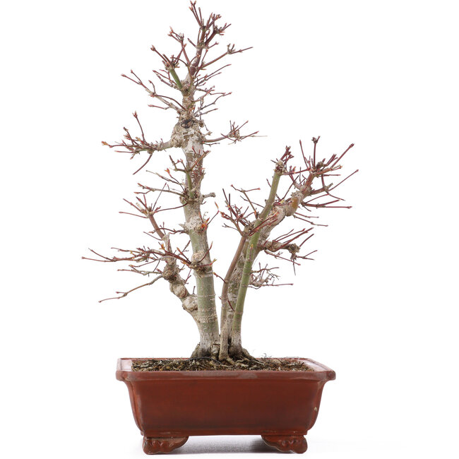 Acer palmatum, 34 cm, ± 20 years old