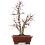 Acer palmatum, 34 cm, ± 20 jaar oud