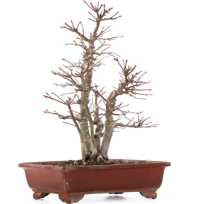Acer palmatum, 34 cm, ± 20 jaar oud