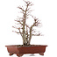 Acer palmatum, 34 cm, ± 20 years old