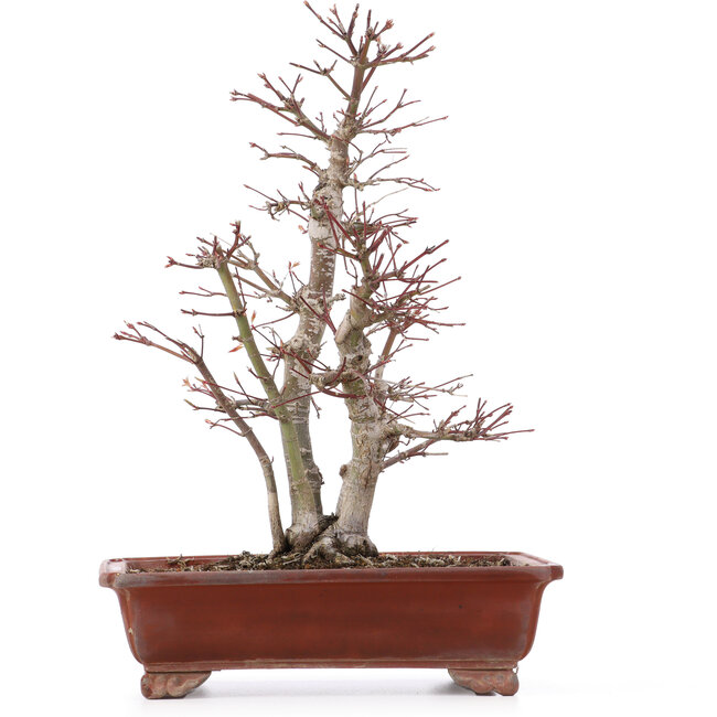 Acer palmatum, 34 cm, ± 20 Jahre alt