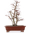 Acer palmatum, 34 cm, ± 20 Jahre alt