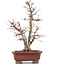 Acer palmatum, 34 cm, ± 20 years old