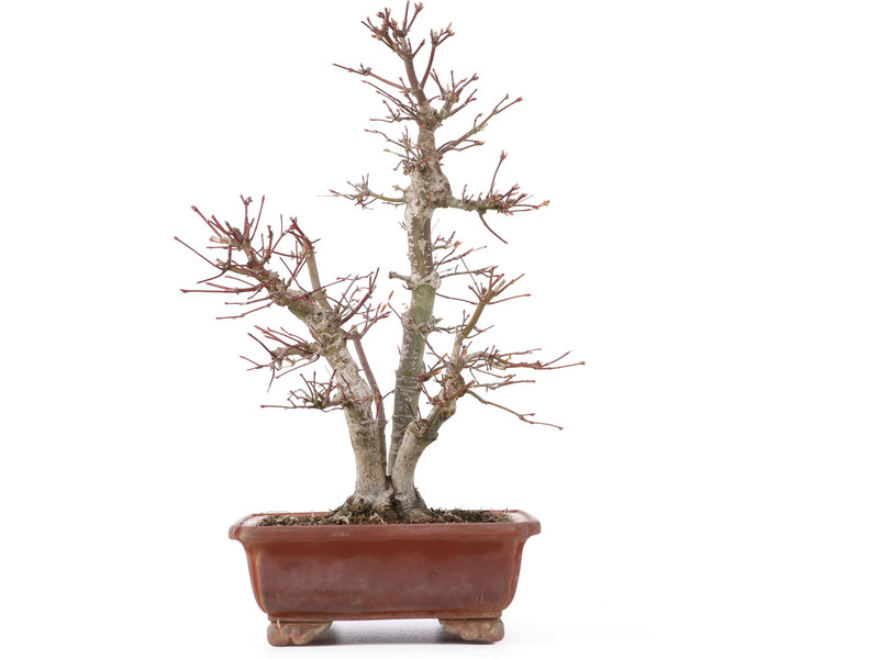 Acer palmatum, 34 cm, ± 20 jaar oud