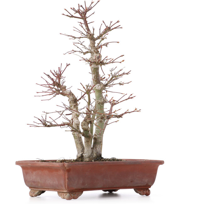 Acer palmatum, 34 cm, ± 20 jaar oud