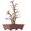 Acer palmatum, 34 cm, ± 20 jaar oud