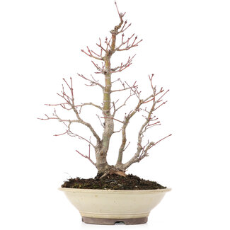 Acer palmatum, 38 cm, ± 20 anni