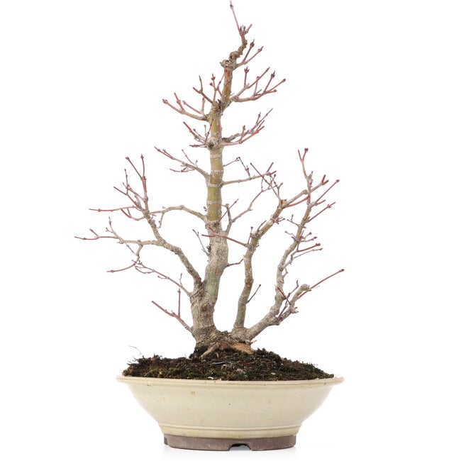 Acer palmatum, 38 cm, ± 20 años