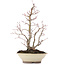 Acer palmatum, 38 cm, ± 20 ans