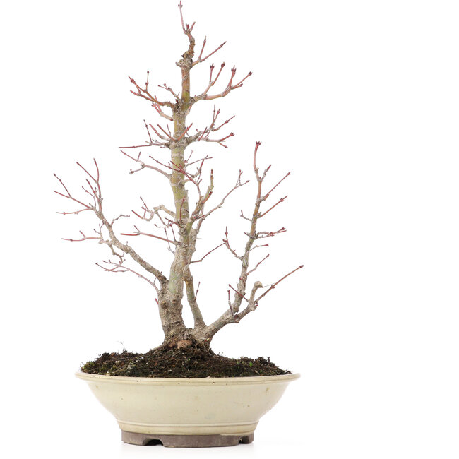 Acer palmatum, 38 cm, ± 20 Jahre alt