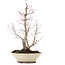 Acer palmatum, 38 cm, ± 20 jaar oud