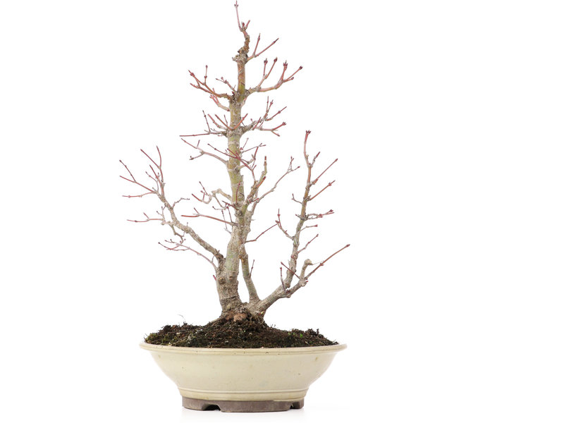 Acer palmatum, 38 cm, ± 20 Jahre alt