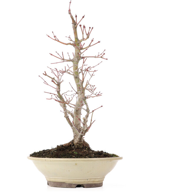 Acer palmatum, 38 cm, ± 20 ans