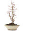 Acer palmatum, 38 cm, ± 20 jaar oud