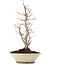 Acer palmatum, 38 cm, ± 20 Jahre alt