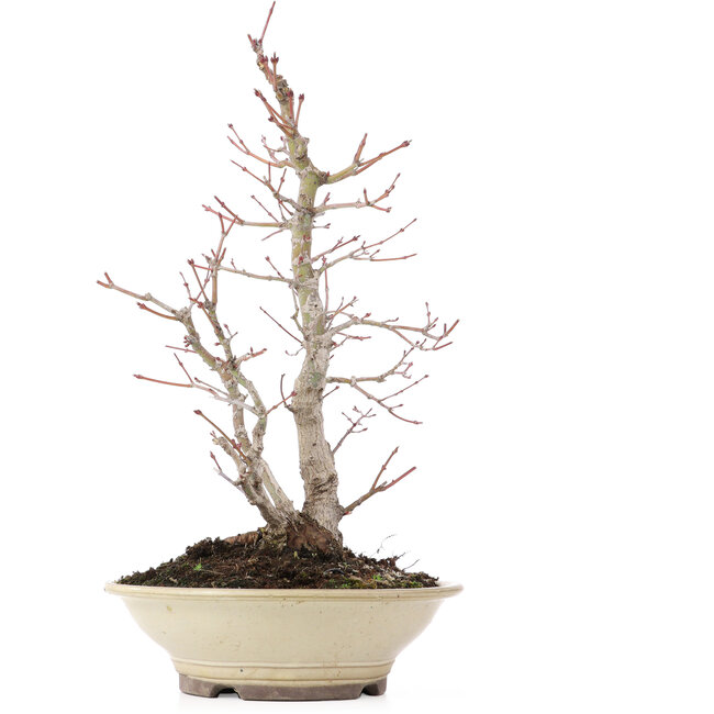 Acer palmatum, 38 cm, ± 20 Jahre alt