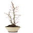 Acer palmatum, 38 cm, ± 20 ans