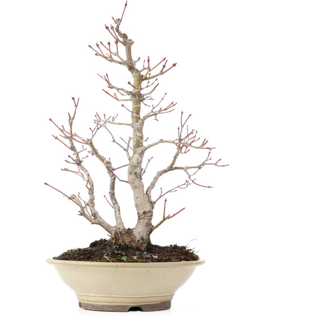 Acer palmatum, 38 cm, ± 20 jaar oud